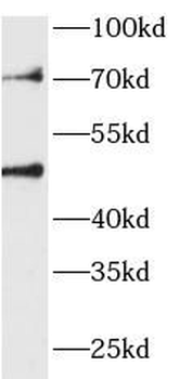 RCC1L Antibody
