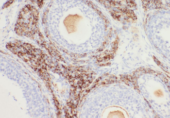WDR24 Antibody