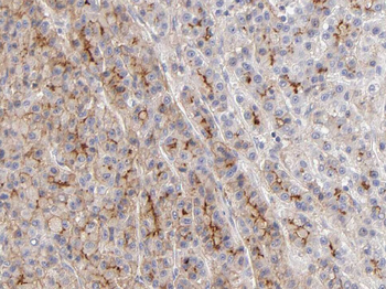 WDR45 Rabbit Polyclonal Antibody