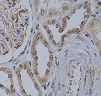 WDR5 Antibody