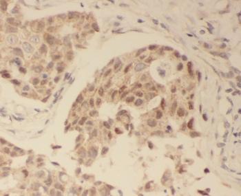 SKIC8 Antibody