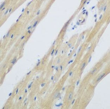 WDR77 Antibody