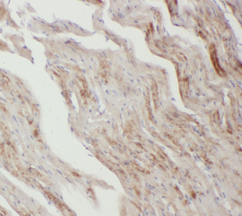 CCN4 Antibody