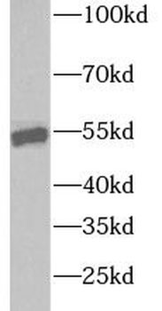 WNT2 Antibody