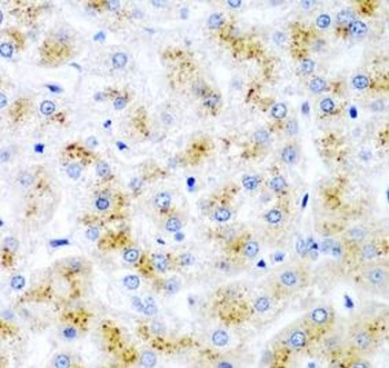 WNT2 Antibody