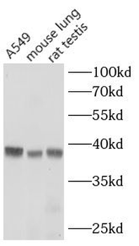 WNT3A Antibody
