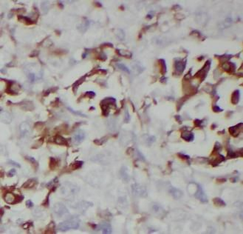 WNT3A Antibody