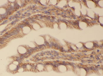 WNT6 Antibody