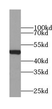 WSB2 Antibody