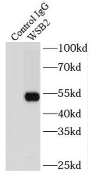 WSB2 Antibody