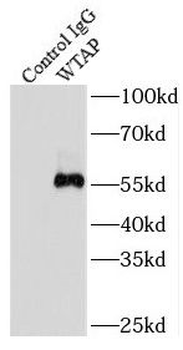 WTAP Antibody
