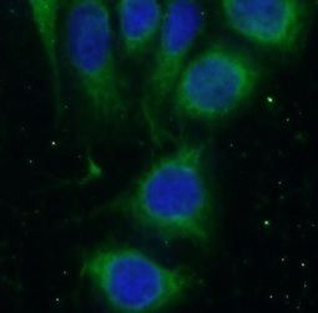 WWP1 Antibody