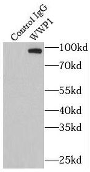 WWP1 Antibody