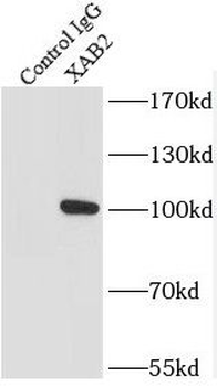 XAB2 Antibody