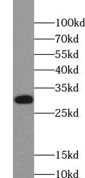 XBP1 Antibody