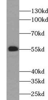 XIAP Antibody