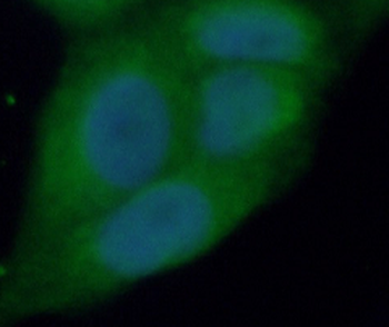 XIAP Antibody