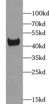 XKR6 Antibody