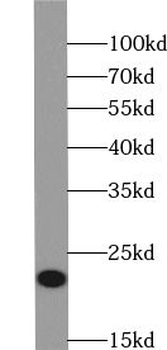 YPEL1 Antibody