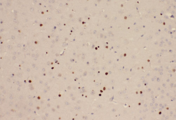 YPEL1 Antibody