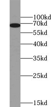 YY1 Rabbit Polyclonal Antibody