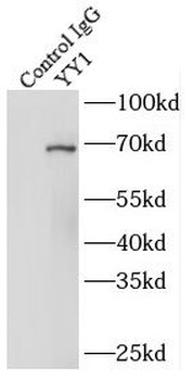 YY1 Rabbit Polyclonal Antibody