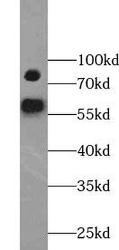 YY1AP1 Antibody