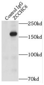 TUT7 Antibody