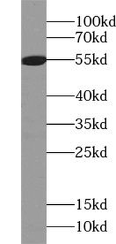 ZFP2 Antibody