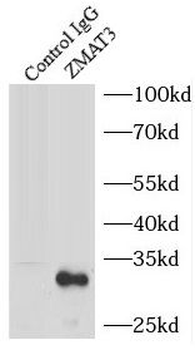ZMAT3 Antibody