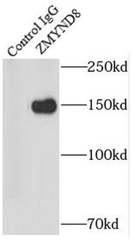 ZMYND8 Antibody