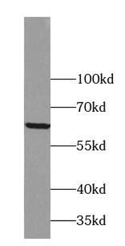 ZNF18 Antibody