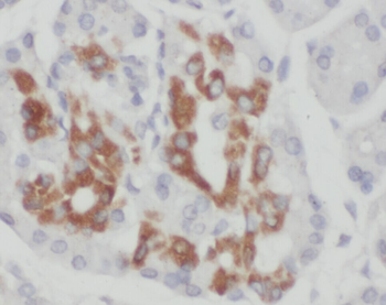 ZNF2 Antibody