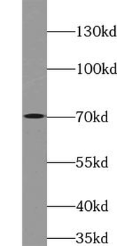 ZNF460 Antibody