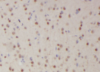 ZNF488 Antibody