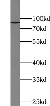 ZBTB49 Antibody