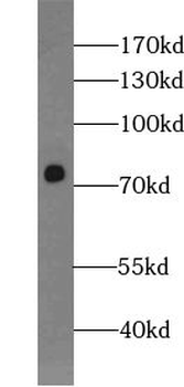 ZNF549 Antibody