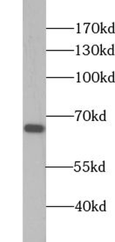 ZNF668 Antibody