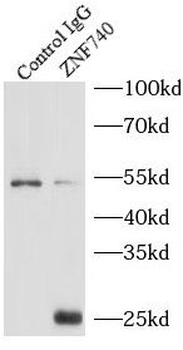 ZNF740 Antibody