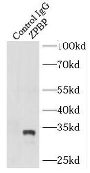 ZPBP Antibody
