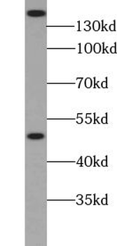 ZRANB3 Antibody