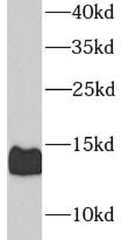 CALCB Antibody