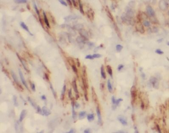 ELN Antibody
