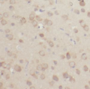 FGF2 Antibody