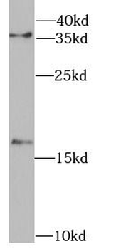 FHIT Antibody