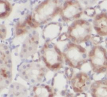 LAMP2 Antibody