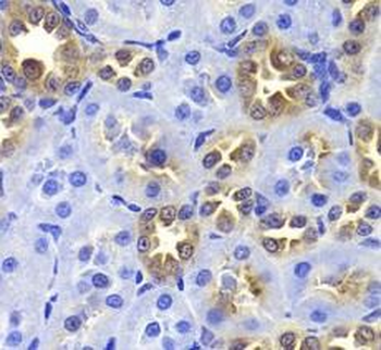 GIP Antibody