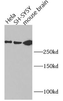 HTT Antibody