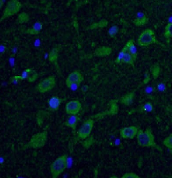 HTT Antibody