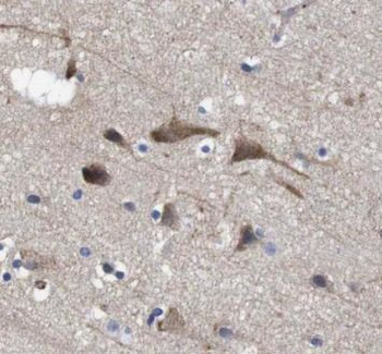 HTT Antibody